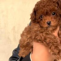 Cucciola Barboncino Mini Toy