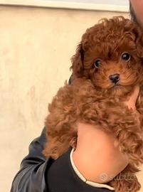 Cucciola Barboncino Mini Toy