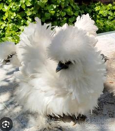 galline moroseta ricce