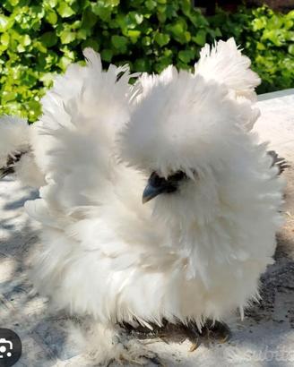 galline moroseta ricce