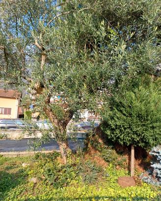 ulivo