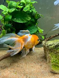 Pesci testa di leone