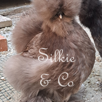 Moroseta americana SILKIE per incubatrice