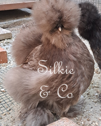 Moroseta americana SILKIE per incubatrice