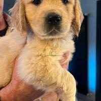 Cuccioli golden retriever