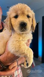Cuccioli golden retriever