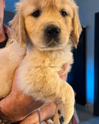 Cuccioli golden retriever