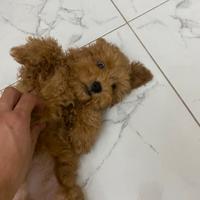 Barboncino toy
