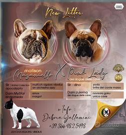 Cucciole bulldog francese