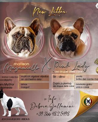 Cucciole bulldog francese