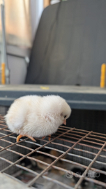 Pulcini di varie razze