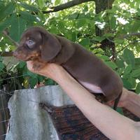 Bassotto cioccolato cuccioli