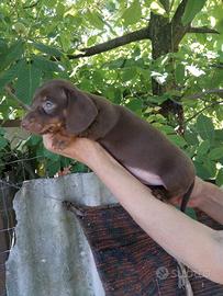 Bassotto cioccolato cuccioli