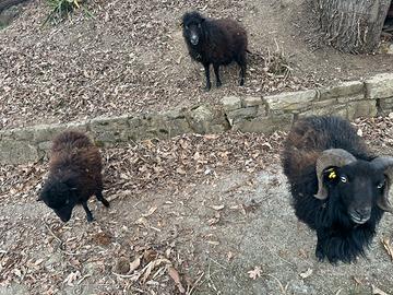 Pecore d'Ouessant (Trio indivisibile)