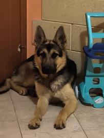 Pastore tedesco femmina