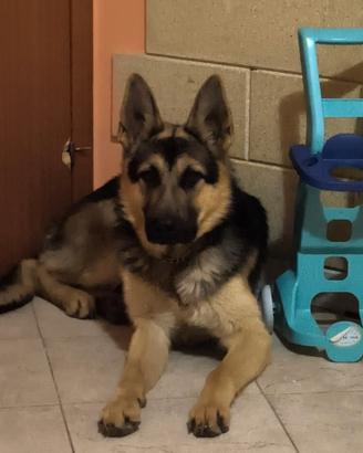 Pastore tedesco femmina