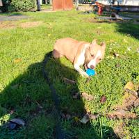 Amstaff
