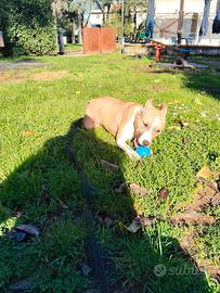Amstaff