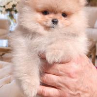 Pomerania Spitz Toy nano