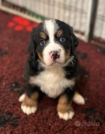 Cuccioli di bovaro del bernese - disponibili