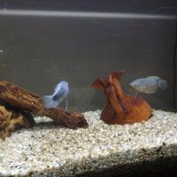Acquario wase