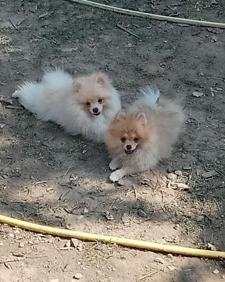 Spitz Nani cuccioli femmine