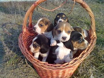 Deliziosi Beagle cuccioli