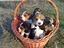Immagine 1