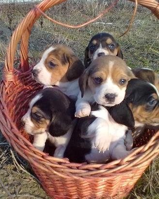 Deliziosi Beagle cuccioli