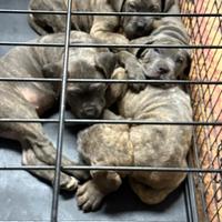 Cuccioli corso italiani