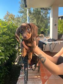 Disponibili 3 bassottini cioccolato