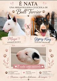 Cucciola Bull terrier
