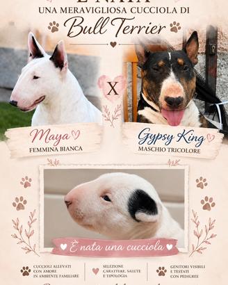 Cucciola Bull terrier
