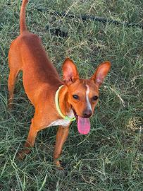 Cane taglia medio piccola pelo corto