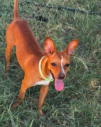 Cane taglia medio piccola pelo corto