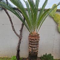  cycas di 18 anni