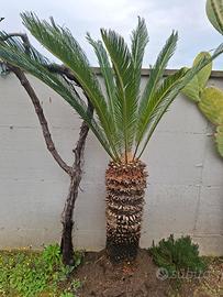  cycas di 18 anni