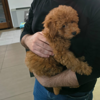 Barboncino Toy fulvo femmina