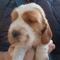 Cuccioli di cocker spaniel inglese