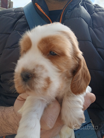 Cuccioli di cocker spaniel inglese