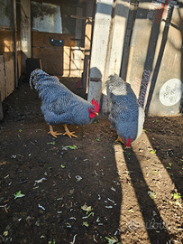 Gallo amrocks e galline marans