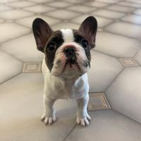 Bouledogue Francese