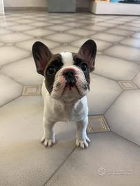 Bouledogue Francese