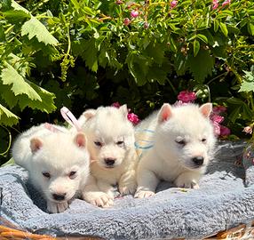 Siberian Husky con pedigree Enci