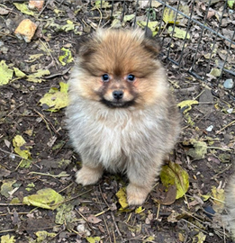 Cuccioli Spitz Tedesco piccolo