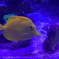Acquario marino pesce flavescens