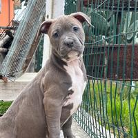 Cuccioli pitbull