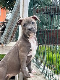 Cuccioli pitbull