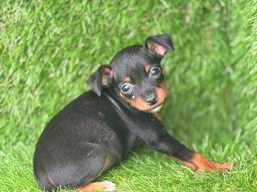 Pinscher