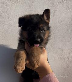 Cuccioli Pastore Tedesco